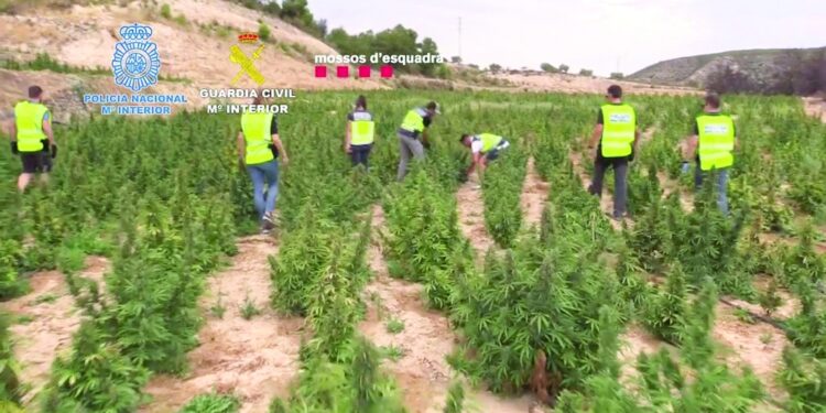 يبلغ وزنها 50 طنا
ضبط أكبر كمية من الماريجوانا في إسبانيا 1 يبلغ وزنها 50 طنا
ضبط أكبر كمية من الماريجوانا في إسبانيا