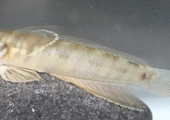New species of Wetland Fish discovered in Oman