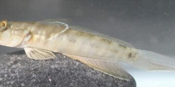 New species of Wetland Fish discovered in Oman