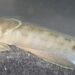 New species of Wetland Fish discovered in Oman 10 New species of Wetland Fish discovered in Oman