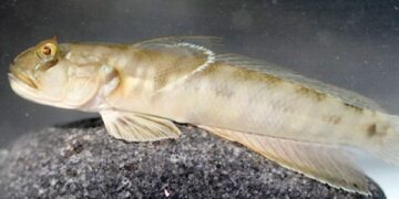 New species of wetland fish found in Oman