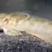 New species of wetland fish found in Oman