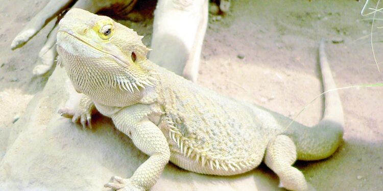 منح سحالي مهددة بالانقراض في جنوب أستراليا أعلى وضع حماية