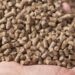 Govt to subsidise animal feed production 8 Govt to subsidise animal feed production