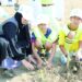 Saplings of 1,300 mangrove trees planted in Khor Shinas