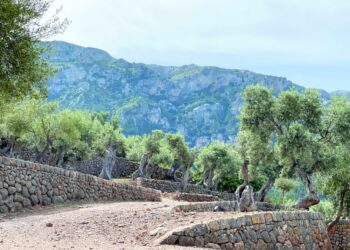 طرق متنوعة بإسبانيا للتمييز بين زيوت الزيتون الأصلية