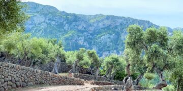 طرق متنوعة بإسبانيا للتمييز بين زيوت الزيتون الأصلية