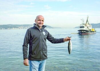 'Where are the mackerel?' Alarm as Bosphorus fish stocks crash