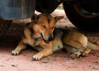 Call for animal welfare body