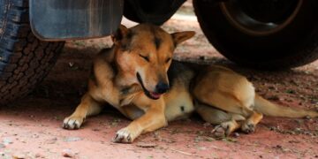 Call for animal welfare body