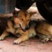 Call for animal welfare body