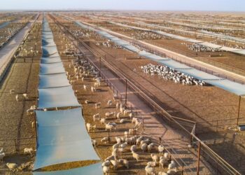 محافظة ظفار والتنوع في الأمن الغذائي ضمن رؤية عُمان 2040