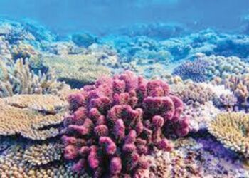 Australia falls short in Great Barrier Reef efforts
