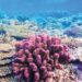 Australia falls short in Great Barrier Reef efforts 8 Australia falls short in Great Barrier Reef efforts