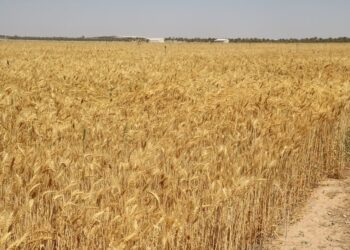 سلطنة عُمان تسعى إلى تحقيق نسب جيدة للاكتفاء الذاتي في مجال الأمن الغذائي