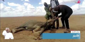 السلطات الأسترالية تجلي آلاف السكان من عدة بلدات في ولاية نيو ساوث ويلز جراء تحذيرات من الفيضانات