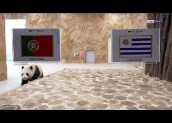 توقعات “سهيل” و”ثريا” للفائز من البرتغال والأوروغواي