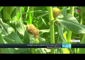 حصاد محصول الذرة في نيابة الروضة بمحافظة البريمي