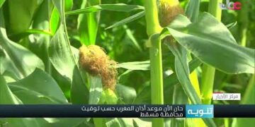 حصاد محصول الذرة في نيابة الروضة بمحافظة البريمي