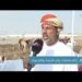 ختام فعاليات ركض العرضة بولاية بركاء