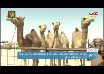 تواصل فعاليات مهرجان المحالبة والمزاينة بولاية المزيونة في محافظة ظفار