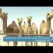 تواصل فعاليات مهرجان المحالبة والمزاينة بولاية المزيونة في محافظة ظفار