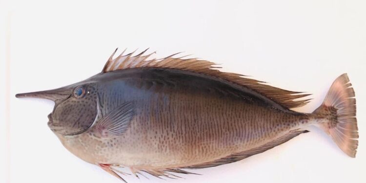 رصد سمكة “وحيد القرن المرقط” في المياه العُمانية