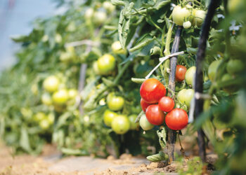 We Love Oman: Green farmlands of Barka