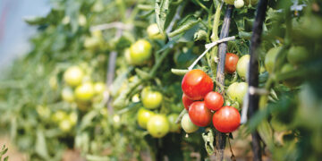 We Love Oman: Green farmlands of Barka