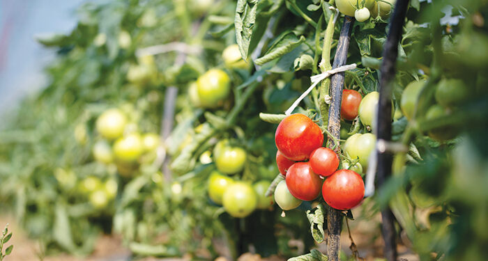 We Love Oman: Green farmlands of Barka