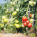 We Love Oman: Green farmlands of Barka 8 We Love Oman: Green farmlands of Barka