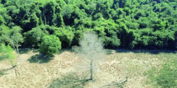 معدل إزالة الغابات بمنطقة الأمازون البرازيلية يتراجع