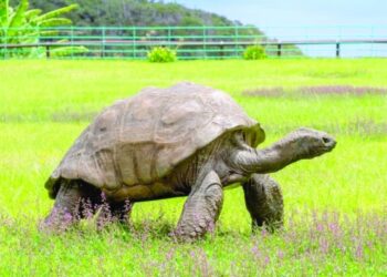 Shell-ebrity: world's oldest tortoise turns 190