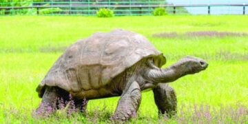 Shell-ebrity: world's oldest tortoise turns 190