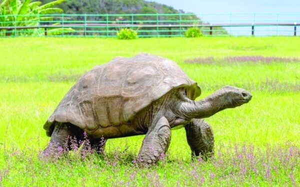 Shell-ebrity: world's oldest tortoise turns 190