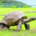 Shell-ebrity: world's oldest tortoise turns 190