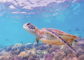 Endangered species focus of Conservation Day