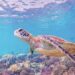 Endangered species focus of Conservation Day