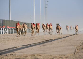 45 شوطا في المحطة السادسة لسباقات الهجن بصحار .. الأربعاء