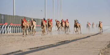 45 شوطا في المحطة السادسة لسباقات الهجن بصحار .. الأربعاء