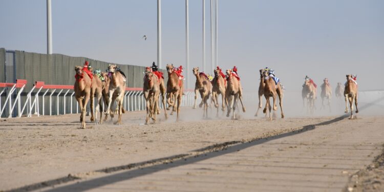 45 شوطا في المحطة السادسة لسباقات الهجن بصحار .. الأربعاء