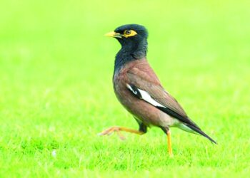 بعد غد .. تفاصيل الحملة الوطنية لمكافحة الطيور الغازية