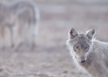 How bringing back lost species revives ecosystems