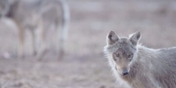 How bringing back lost species revives ecosystems