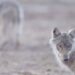 How bringing back lost species revives ecosystems