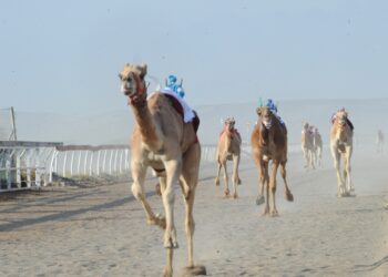 19 شوطا في المحطة السادسة لمهرجان سباقات الهجن السنوي بصحار