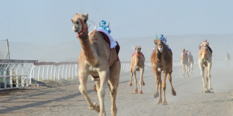 19 شوطا في المحطة السادسة لمهرجان سباقات الهجن السنوي بصحار 1 19 شوطا في المحطة السادسة لمهرجان سباقات الهجن السنوي بصحار
