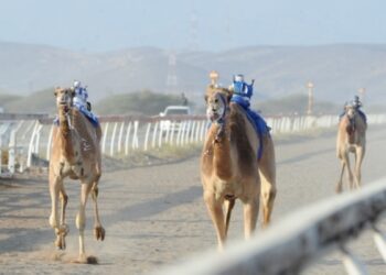 ١٤ شوطًا في اليوم الثاني من سباقات الهجن الأهلية بولاية صحار