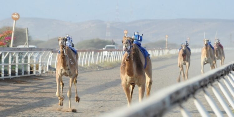 ١٤ شوطًا في اليوم الثاني من سباقات الهجن الأهلية بولاية صحار 1 ١٤ شوطًا في اليوم الثاني من سباقات الهجن الأهلية بولاية صحار
