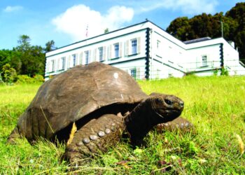 صورة السلحفاة العملاق جوناثان تزين طابع بريد وعملة في عيد ميلاده رقم 190